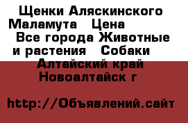 Щенки Аляскинского Маламута › Цена ­ 10 000 - Все города Животные и растения » Собаки   . Алтайский край,Новоалтайск г.